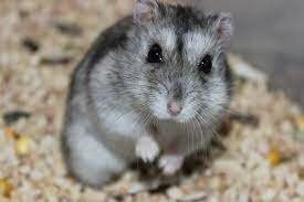 TINC EL MEU PRIMER HAMSTER