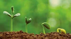 They Grew Green Leaves, Cucumbers, Leeks, Garlic, Onion, Legumes