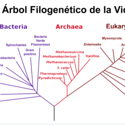 Timeline: Árbol filogenético