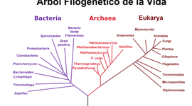 Timeline: Árbol filogenético