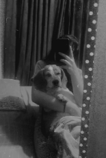 Llegada de mi primer mascota