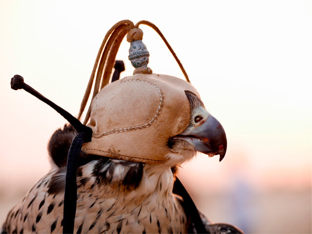 Cetrería con halcones(1252)