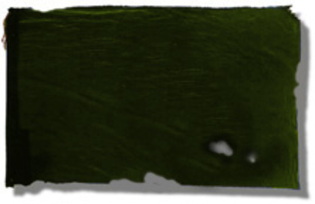 Green Flag: Gutierrez-Magee Expedition