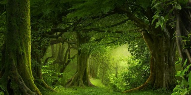 La vida vegetal se apoderan de la tierra saliendo muchas plantas