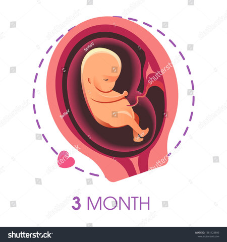 Month 3- 1st trimester (16 weeks)