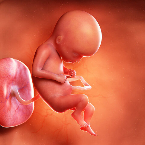 Month 4- 2nd trimester (20 weeks)