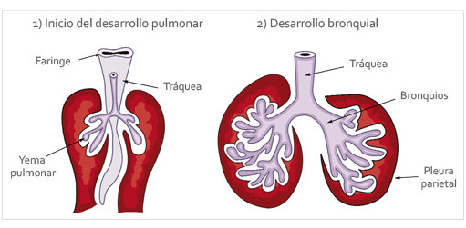 Pulmones