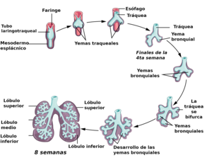 Maduración pulmonar