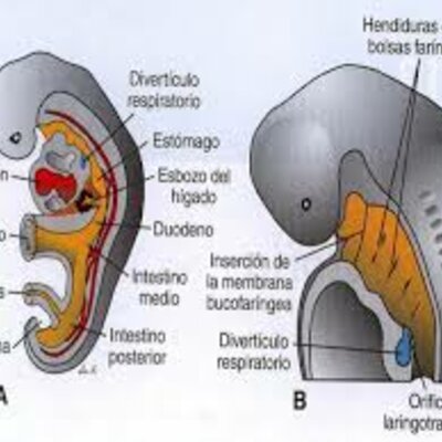 Timeline: Embriología del Aparato Respiratorio