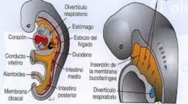 Timeline: Embriología del Aparato Respiratorio