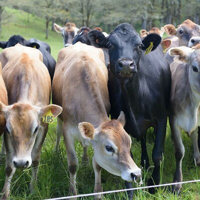 Timeline: Domestication of Animals