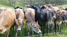 Timeline: Domestication of Animals