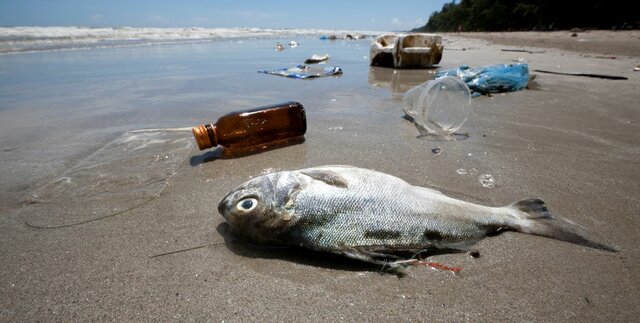 2050 DESAPARICIÓN DE ESPECIES