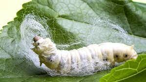 Silkworm