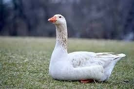 Goose