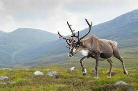 Reindeer