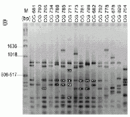 Descubrimiento de marcadores moleculares