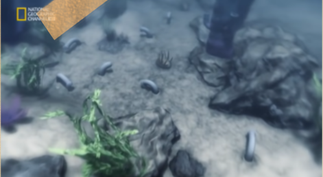 Surgen nuevas formas de vida