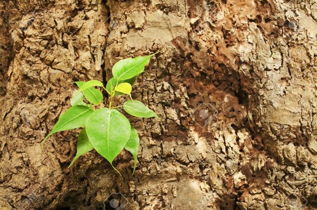1.000 millones de años