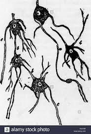 obra inteligencia animal