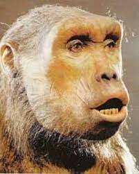 Orrorin tugenensis