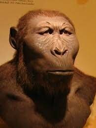 Paranthropus