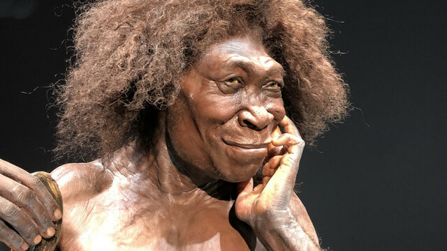 Homo antecessor