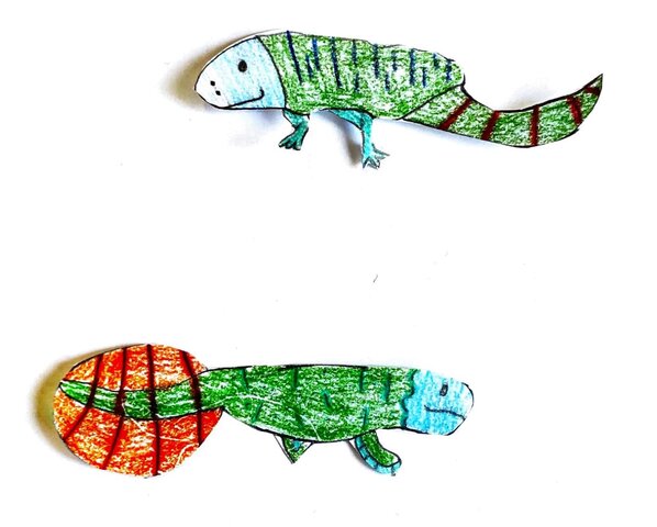 COMPARSA DEGLI ANFIBI