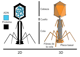 Experimento de Hershey y clase que el ADN contiene genética de la visa