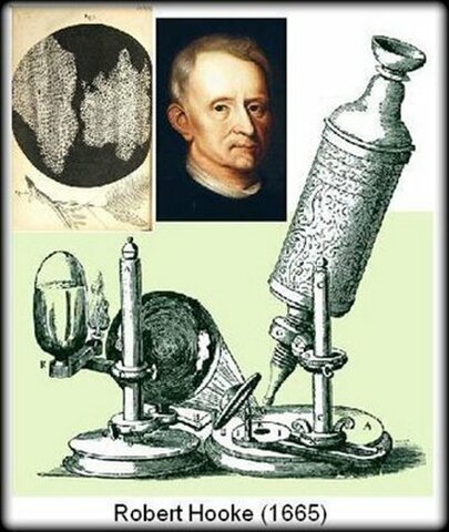 Robert Hooke utiliza un microscopio para ver células biológicas