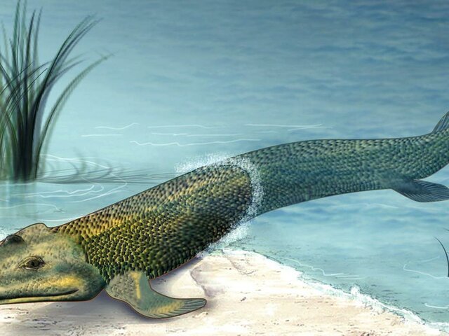 Aparece una nueva criatura