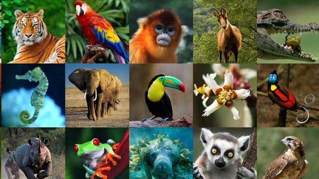 Surgen los animales actuales