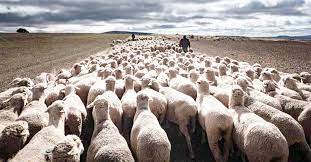 Creation of the honored council of the mesta