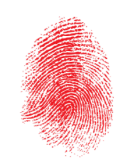 Fingerprints solve crime
