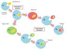 Experimentos: teoría endosisbiótica