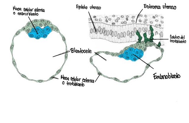 Formación de blastocitos