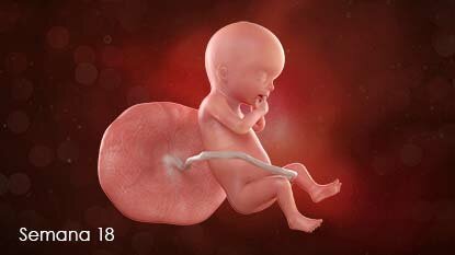 Semana 18