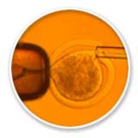 South Korean scientist's publication on first human cell clone discovered to be falsified data