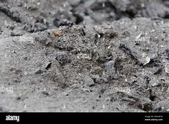 Nieva cenisa matando animales por sofocacion por la cenisa