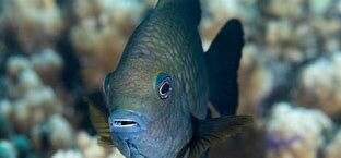 Llegan muchos peses (Los peses muertos se convertiran en petrorio)