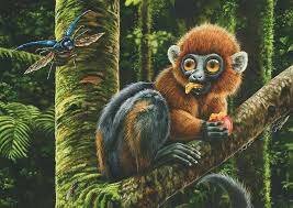 Aparece un monito llamado Ida