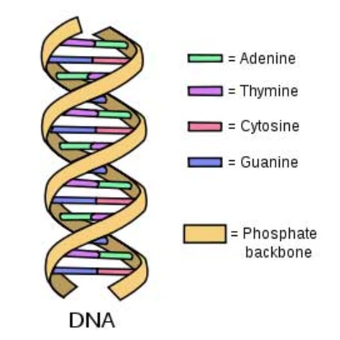 DNA is shown to be the material substance of the gene.