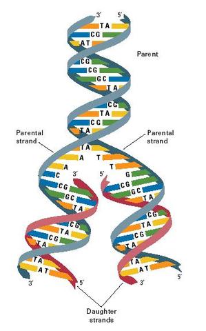 Kornberg discovers the enzyme DNA polymerase I, leading to an understanding of how DNA is replicated.