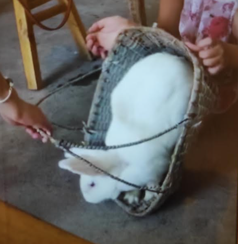 Vaig tindre un conill