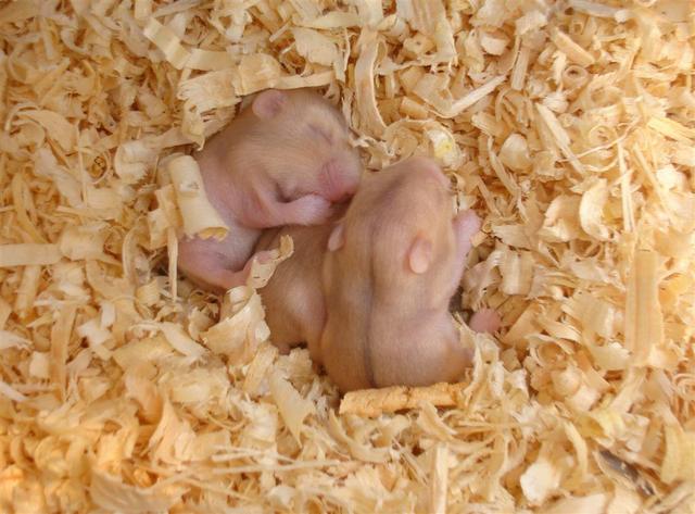 Hamsternachwuchs