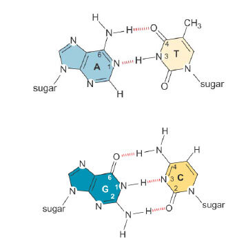 La scoperta dei legami a idrogeno