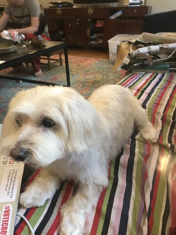 J’ai adopté un chien qui s’appelle Nettles