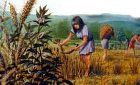 Invention de l’agriculture