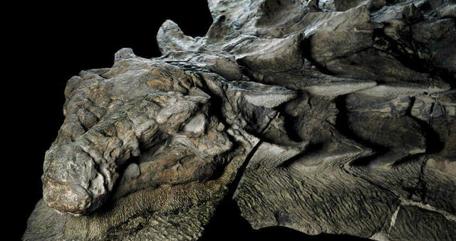 in Canada they find the largest coprolite (fossil of excrement) of dinosaurs in the world.