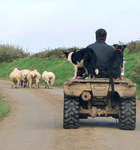 "Shepheardes Calender"